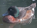 Baer's Pochard